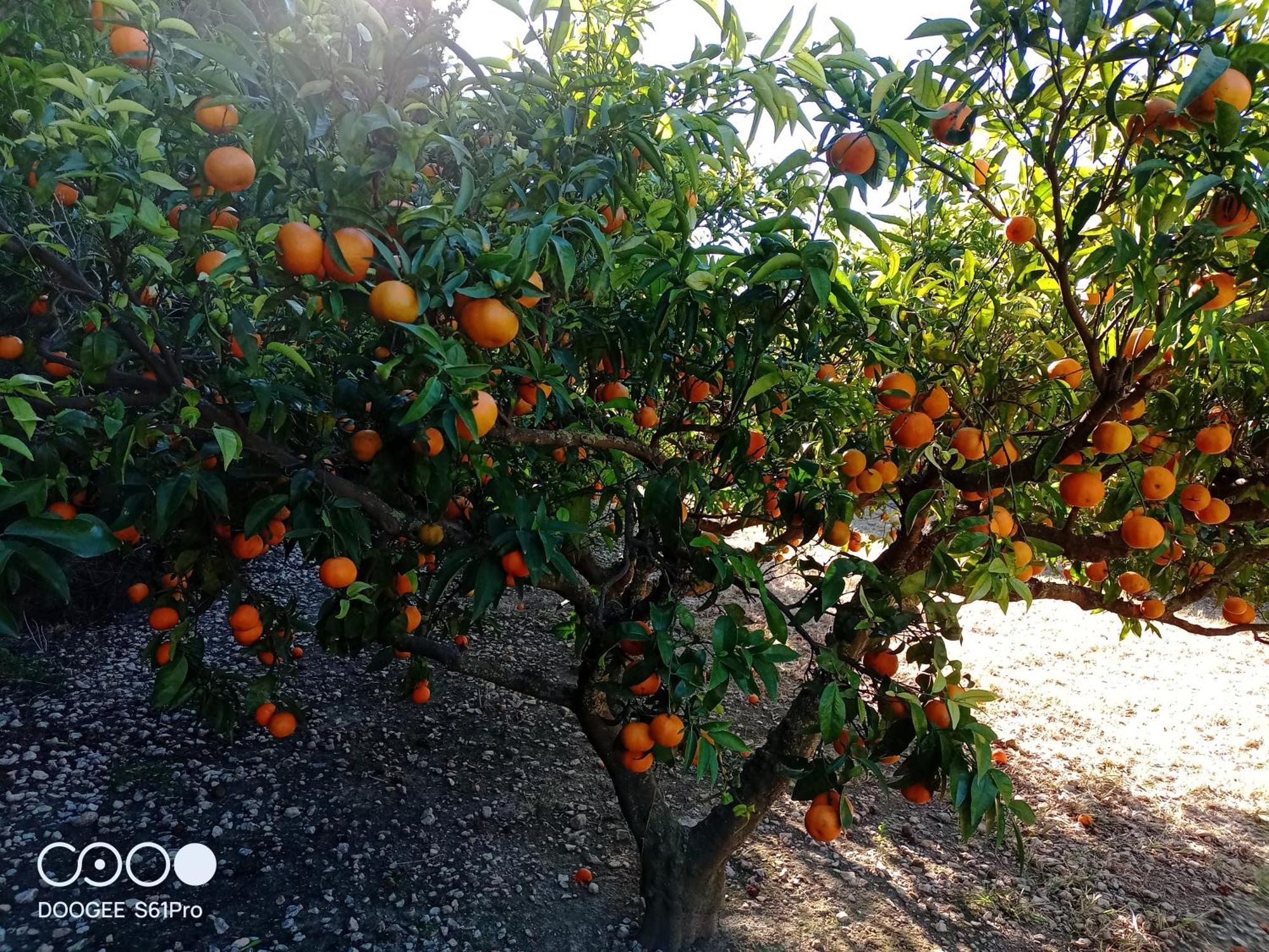 Casa Rural Complex Masia Del Tremendo Y Agroturismo Camarles エクステリア 写真